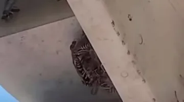 عش دبابير مضيء في منشأة نووية أمريكية
