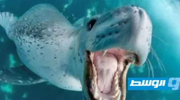 «عندليب البحر».. فقمات النمر تستعمل «ألحان الطفولة» لجذب الإناث