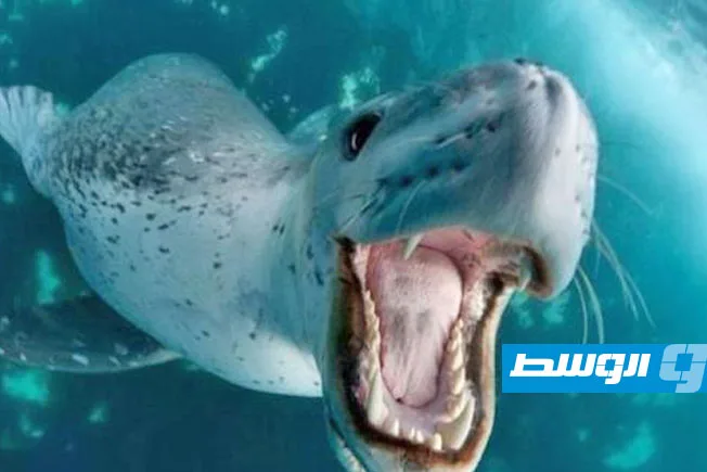 «عندليب البحر».. فقمات النمر تستعمل «ألحان الطفولة» لجذب الإناث «عندليب البحر».. فقمات النمر تستعمل «ألحان الطفولة» لجذب الإناث