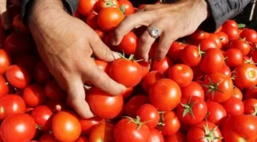 قسم الخضروات: الفلاحون لم يتكبدوا أي خسائر.. وأزمة الطماطم مجرد إشاعات.