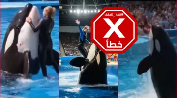 قضية المدربة جيسيكا رادكليف التي لقيت حتفها على يد الحوت وكيف استطاعت خداع الملايين… النهار تتعقب الحقائق.