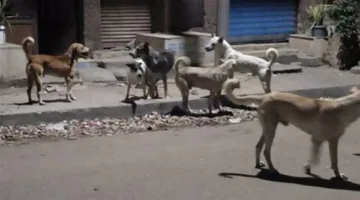 كلاب شاردة تهاجم شخصًا في شارع رايل بحلوان.. ظاهرة تهدد سلامة المواطنين المصريين