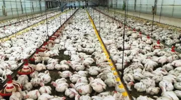 لبنان: إغلاق متاجر دجاج في عكار ومصادرة 8 أطنان منها غير صالحة للاستخدام
