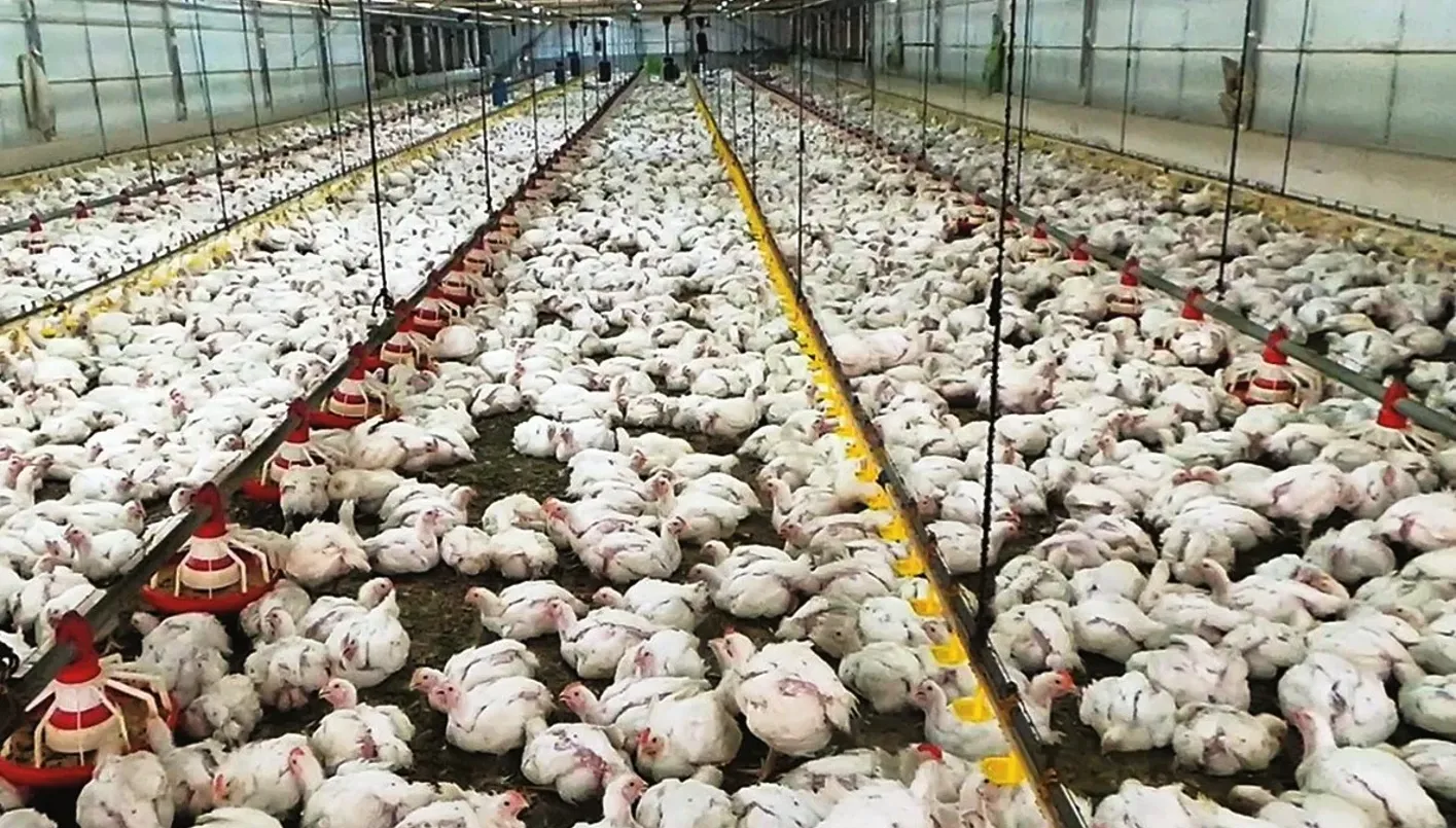لبنان: إغلاق متاجر دجاج في عكار ومصادرة 8 أطنان منها غير صالحة للاستخدام لبنان: إغلاق متاجر دجاج في عكار ومصادرة 8 أطنان منها غير صالحة للاستخدام