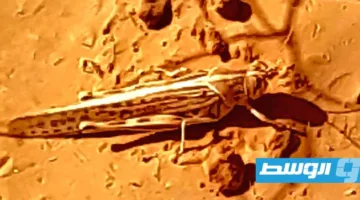 لجنة مكافحة الجراد: فرق لمراقبة المناطق التي يُتوقع فيها هطول الأمطار لضبط أي مناطق محتملة للجراد.