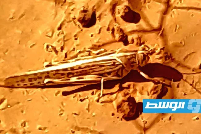 لجنة مكافحة الجراد: فرق لمراقبة المناطق التي يُتوقع فيها هطول الأمطار لضبط أي مناطق محتملة للجراد. لجنة مكافحة الجراد: فرق لمراقبة المناطق التي يُتوقع فيها هطول الأمطار لضبط أي مناطق محتملة للجراد.