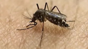 لمواجهة فيروس شيكونغونيا، الصين تتجهز وتبدأ حملة شاملة لمكافحة البعوض.