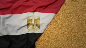 مصر تخفض وارداتها من القمح بأكثر من مليوني طن خلال 7 أشهر