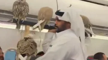 مغامرة جوية غير تقليدية… طيور الصقور وسط المسافرين! (فيديو)