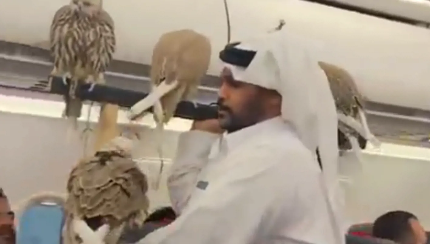 مغامرة جوية غير تقليدية… طيور الصقور وسط المسافرين! (فيديو) مغامرة جوية غير تقليدية… طيور الصقور وسط المسافرين! (فيديو)