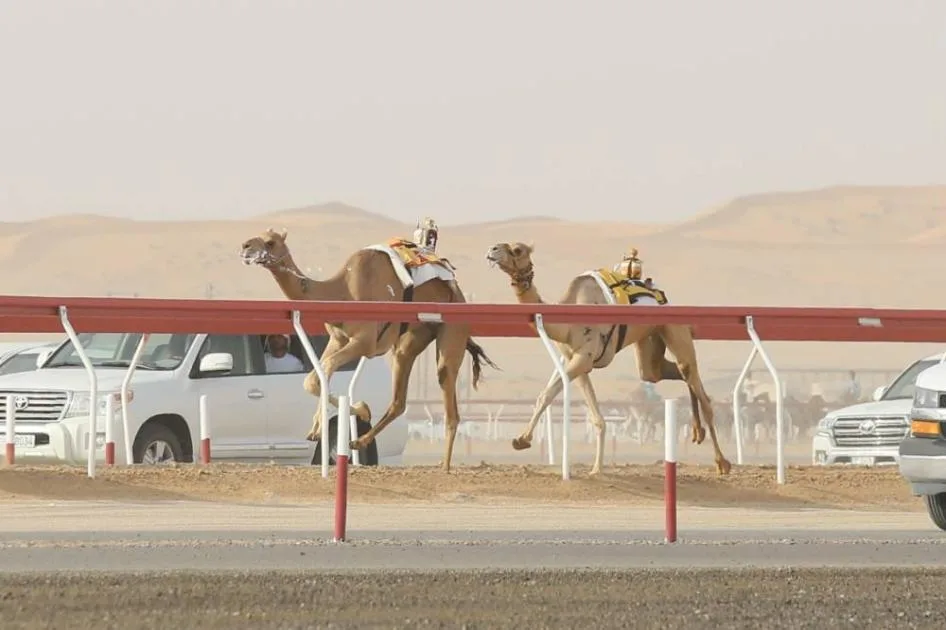 منافسات مثيرة في جولات الإيذاع بمهرجان العين للهجن منافسات مثيرة في جولات الإيذاع بمهرجان العين للهجن