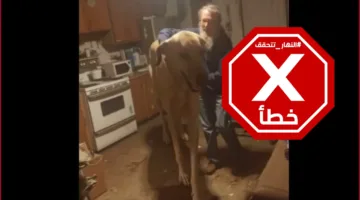هل يعد هذا التايتان أكبر كلب في العالم؟ تحقق من الحقائق!