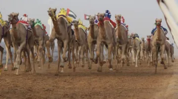 «هملولة» تبرز في مهرجان العين لسباقات الهجن