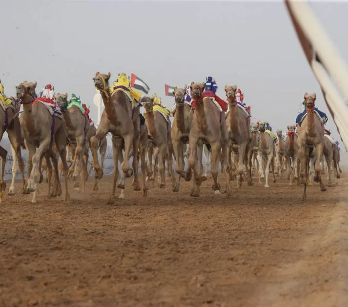 «هملولة» تبرز في مهرجان العين لسباقات الهجن «هملولة» تبرز في مهرجان العين لسباقات الهجن
