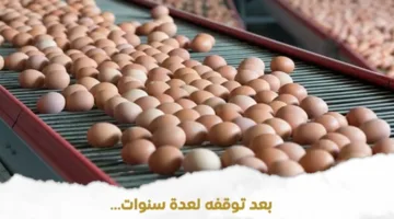 إعادة تفعيل مشروع إنتاج البيض بطاقة 60 مليون بيضة سنويًا لتعزيز استقرار السوق