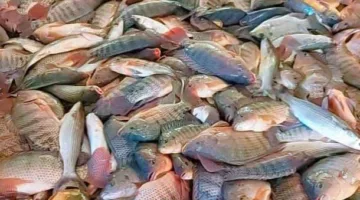 المجلس التصديري للصناعات الغذائية: مصر تحتل المركز الثاني عالميًا في تصدير سمك البلطي بحصة سوقية تبلغ 20%.