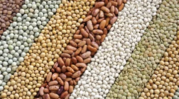 المركزية للتقاوي: زيادة بنسبة 10% في إنتاج البذور استعدادًا لزراعة موسم الشتاء 2025/2026