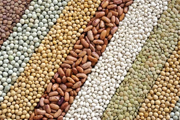 المركزية للتقاوي: زيادة بنسبة 10% في إنتاج البذور استعدادًا لزراعة موسم الشتاء 2025/2026 المركزية للتقاوي: زيادة بنسبة 10% في إنتاج البذور استعدادًا لزراعة موسم الشتاء 2025/2026